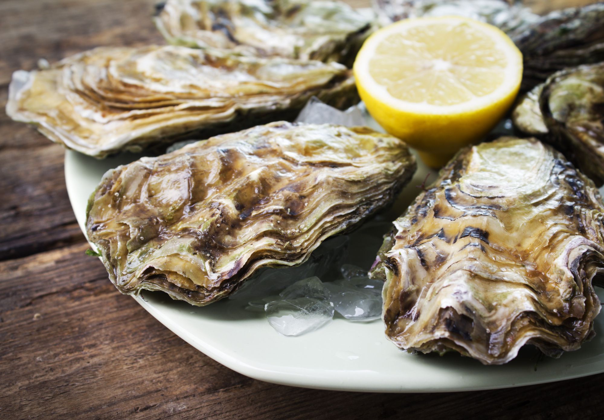 Oysters available from Euclid Fish Company in Cleveland, Ohio